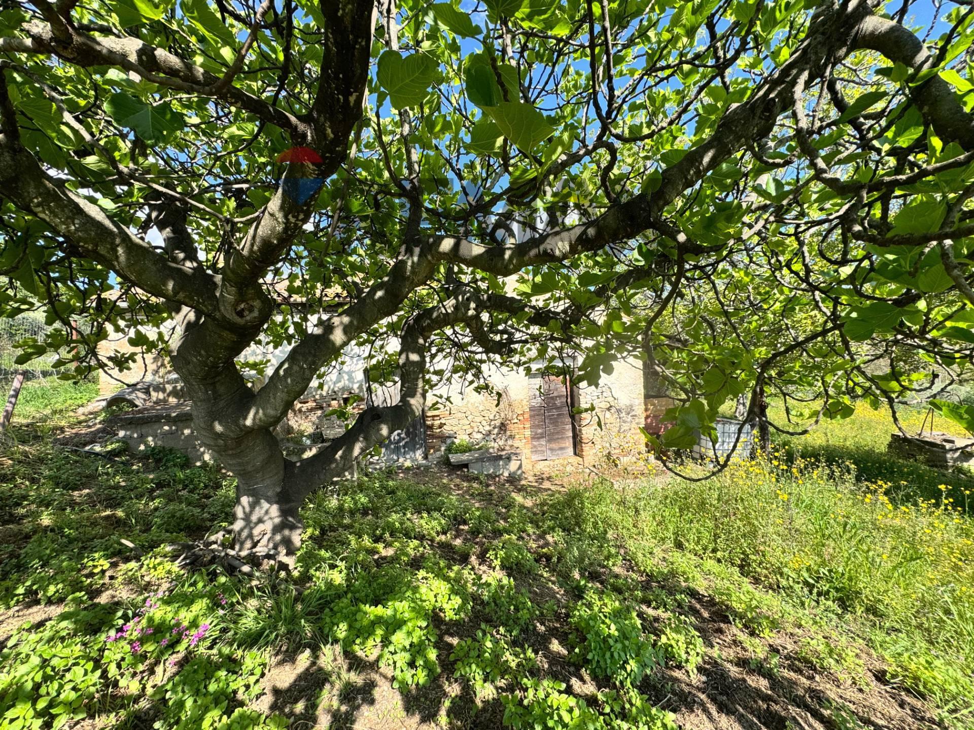 Rustico in C.da Rosciavizza, Mozzagrogna