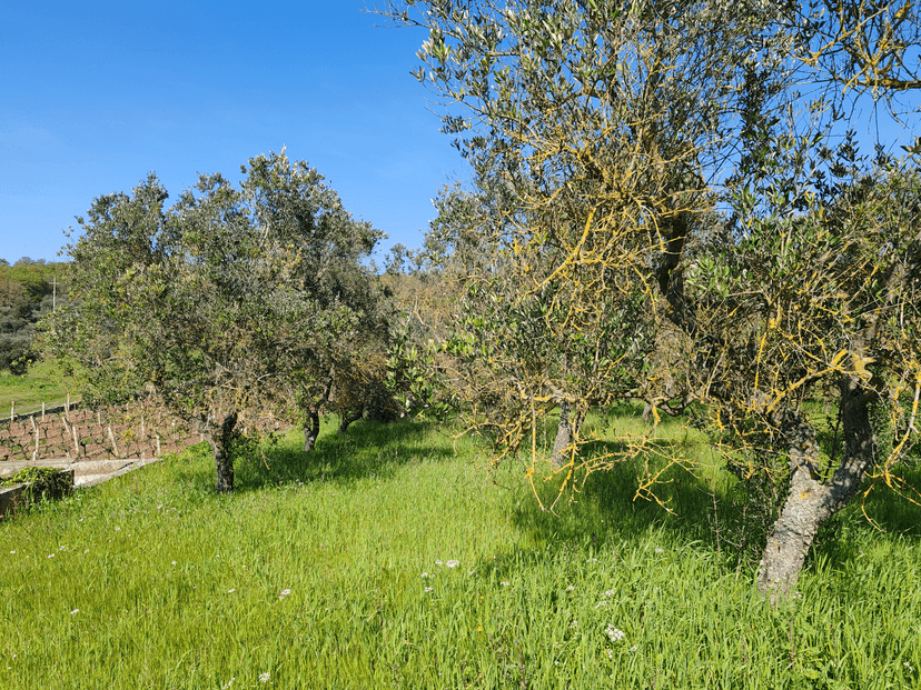 Abitazione tipica in Contrada Papariello Serafino, Locorotondo — foto 2 di 5