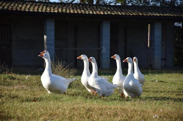 Cascina in Via Spessetta, Spessa — foto 2 di 5