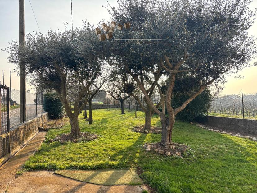 Villa a schiera, Alonte — foto 3 di 5