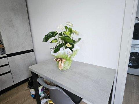 Casa indipendente in Via Livelloni, 1 /a, Rosà