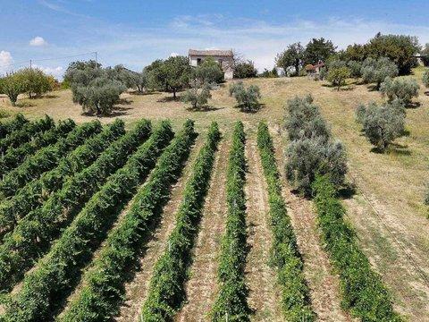 Casale/cascina in Vocabolo Sant'Agata, Torri in Sabina
