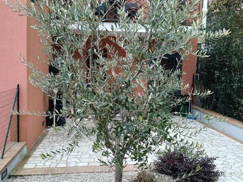 Villetta a schiera in Via del Mattatoio s.n.c, Montecastrilli