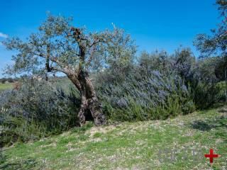 Villa unifamiliare via Ornischi, Centro, Castelnuovo di Farfa — foto 23 di 63