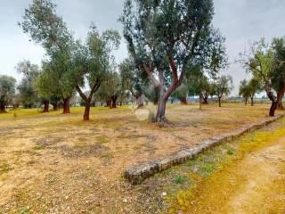 Rustico Contrada Don giulio, Francavilla Fontana — foto 25 di 29