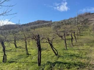 Terratetto unifamiliare Contrada Tignano, Apice — foto 5 di 14