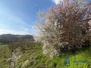 Cascina Cascina Mussano 1, Cerrina Monferrato — foto 31 di 43
