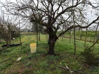 Terratetto unifamiliare via Delta del Po, Taglio di Po — foto 11 di 42