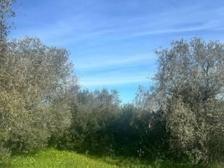 Rustico Strada Vicinale La Tiribba 17, Li Punti - Viziliu, Sassari — foto 6 di 16