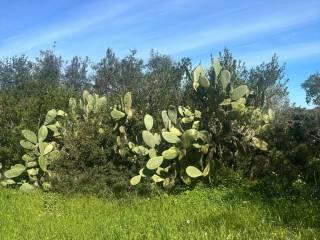 Rustico Strada Vicinale La Tiribba 17, Li Punti - Viziliu, Sassari — foto 11 di 16