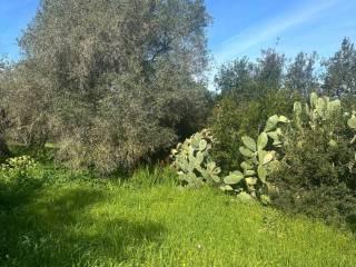 Rustico Strada Vicinale La Tiribba 17, Li Punti - Viziliu, Sassari — foto 4 di 16