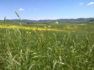 Quadrilocale Strada della Fattoria, Pomonte, Scansano — foto 33 di 43