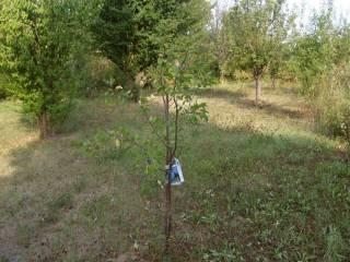 Terratetto unifamiliare Case Sparse Caramagna, Prasco — foto 17 di 61