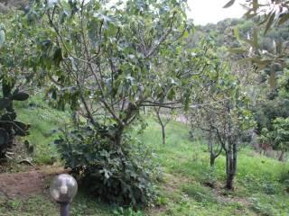 Casa colonica Loc. San Biagio aglientu, Aglientu — foto 17 di 35