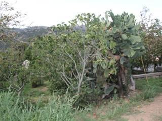 Casa colonica Loc. San Biagio aglientu, Aglientu — foto 12 di 35