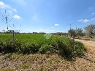 Rustico Contrada Cruste, Lucera — foto 16 di 16