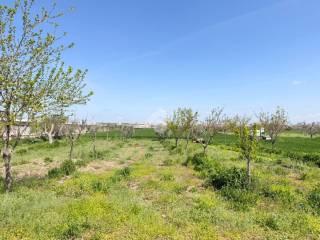 Rustico Contrada Cruste, Lucera — foto 8 di 16