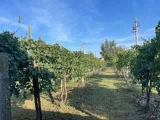 Cascina via Marchi No Number, Taglio di Po — foto 17 di 24