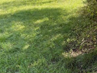 Terratetto unifamiliare frazione Moscheri, Trambileno — foto 7 di 8
