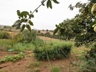 Casa colonica zona Poggio La Mozza, Magliano in Toscana — foto 21 di 21