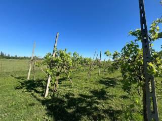 Villa unifamiliare via Marchi, Mazzorno, Taglio di Po — foto 48 di 94