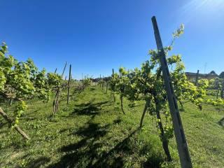 Villa unifamiliare via Marchi, Mazzorno, Taglio di Po — foto 15 di 94