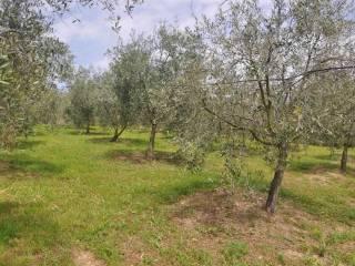Villa unifamiliare, ottimo stato, 170 m², Castelnuovo della Misericordia, Gabbro, Rosignano Marittimo — foto 33 di 39