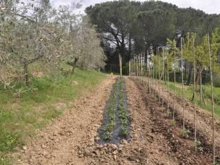 Villa unifamiliare, ottimo stato, 170 m², Castelnuovo della Misericordia, Gabbro, Rosignano Marittimo — foto 30 di 39