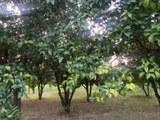 Villa bifamiliare località tallaria, Vibo Valentia — foto 51 di 87