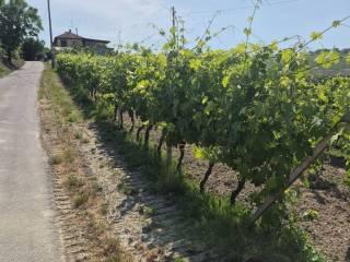 Cascina via Bricco Papa 5, Montegrosso d'Asti — foto 13 di 20