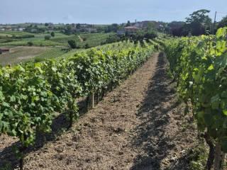 Cascina via Bricco Papa 5, Montegrosso d'Asti — foto 11 di 20