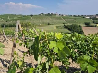 Cascina via Bricco Papa 5, Montegrosso d'Asti — foto 7 di 20