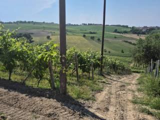 Cascina via Bricco Papa 5, Montegrosso d'Asti — foto 15 di 20