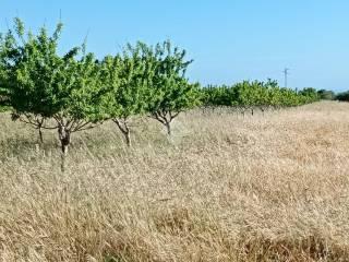 Rustico Contrada Ciavolo, Contrade Extraurbane, Marsala — foto 6 di 16