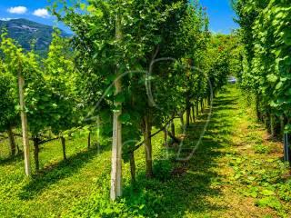 Terratetto unifamiliare 390 m², da ristrutturare, Termeno sulla Strada del Vino — foto 10 di 11