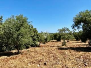 Casa colonica Contrada Angelo di Maglie, Ceglie Messapica — foto 14 di 22
