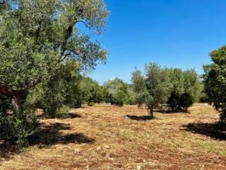 Casa colonica Contrada Angelo di Maglie, Ceglie Messapica — foto 12 di 22