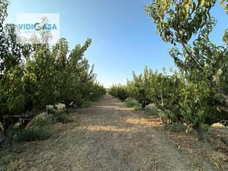 Villa unifamiliare, da ristrutturare, 450 m², Montescaglioso — foto 8 di 35
