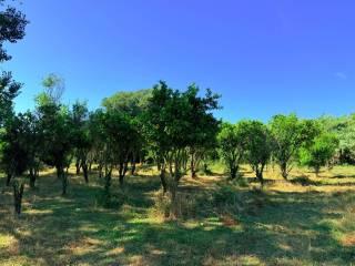 Casale Strada Provinciale Fondi Sperlonga, Sperlonga — foto 10 di 32