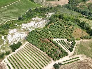 Terratetto unifamiliare co ntrada magnola, Ripatransone — foto 44 di 49
