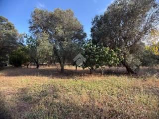 Rustico Contrada Natalicchio, Ceglie Messapica — foto 31 di 39