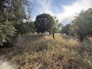 Rustico Contrada Natalicchio, Ceglie Messapica — foto 7 di 39