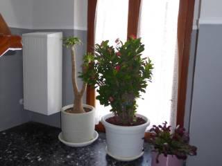Terratetto plurifamiliare via Centrale, Colledimezzo — foto 4 di 45