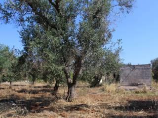 Villa unifamiliare Contrada San Giacomo, San Vito dei Normanni — foto 7 di 14