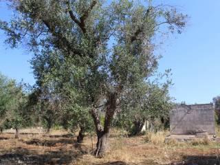 Villa unifamiliare Contrada San Giacomo, San Vito dei Normanni — foto 9 di 14