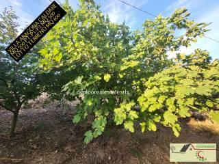 Villa unifamiliare via Scalo Caldare, Aragona — foto 22 di 32