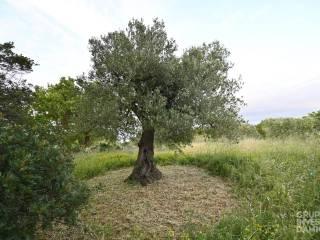 Rustico Contrada Tirunno, Cisternino — foto 6 di 17