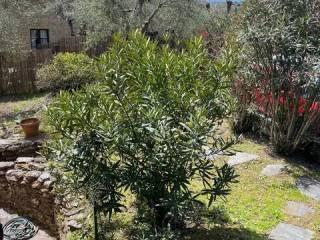 Villa unifamiliare Neighbourhood: Ronchi, Ronchi - Poveromo, Massa
