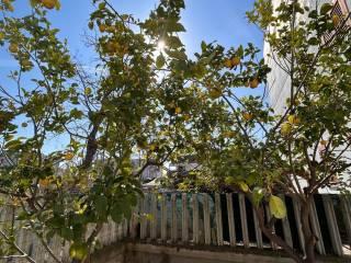 Appartamento via Gaetano Salvemini 12, Lido Campomarino, Campomarino — foto 6 di 15