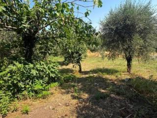 Villa bifamiliare Contrada Festola, Festola, Montemiletto — foto 22 di 52